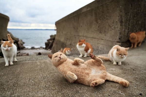 Thăm "thiên đường" của loài mèo ở Nhật Bản 11