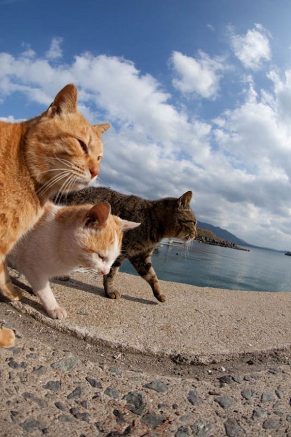 Thăm "thiên đường" của loài mèo ở Nhật Bản 15