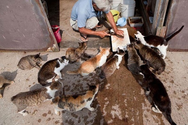 Thăm "thiên đường" của loài mèo ở Nhật Bản 16