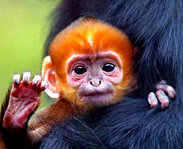 Những em bé "cute" nhất trong thế giới động vật năm 2012  2