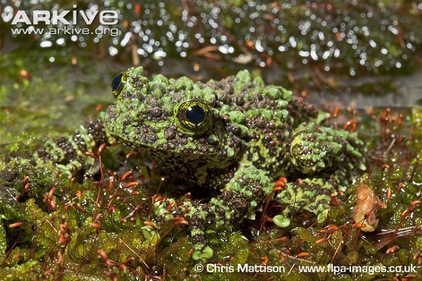 Cận cảnh loài ếch "quái" nhất thế giới chỉ có ở Việt Nam 5