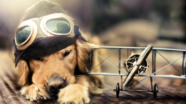 pilot-dog-wallpaper-49a8f.jpg