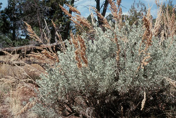 Artemisia-tridentata-habit-076f5.jpg