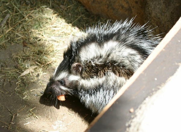 Lophiomys-imhausi-Crested-rat-08bad.jpg