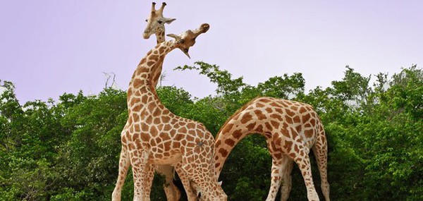 giraffes_nov08_631.jpg__800x600_q85_crop-ec698.jpg