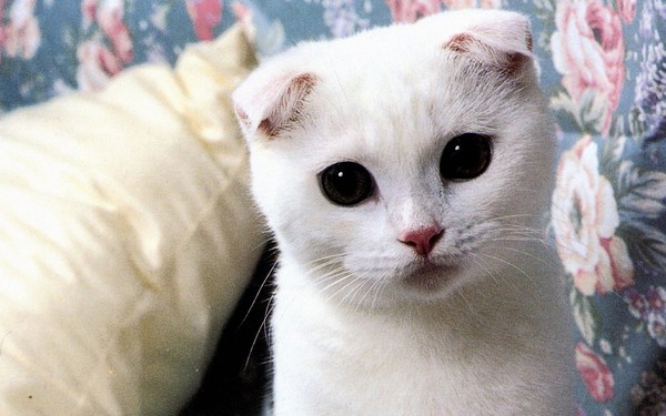 white-scottish-fold-lovely_95171-1280x800-e4cd0.jpg