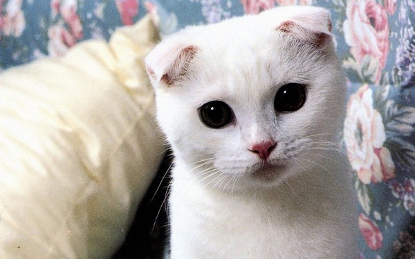 white-scottish-fold-lovely_95171-1280x800-e4cd0.jpg