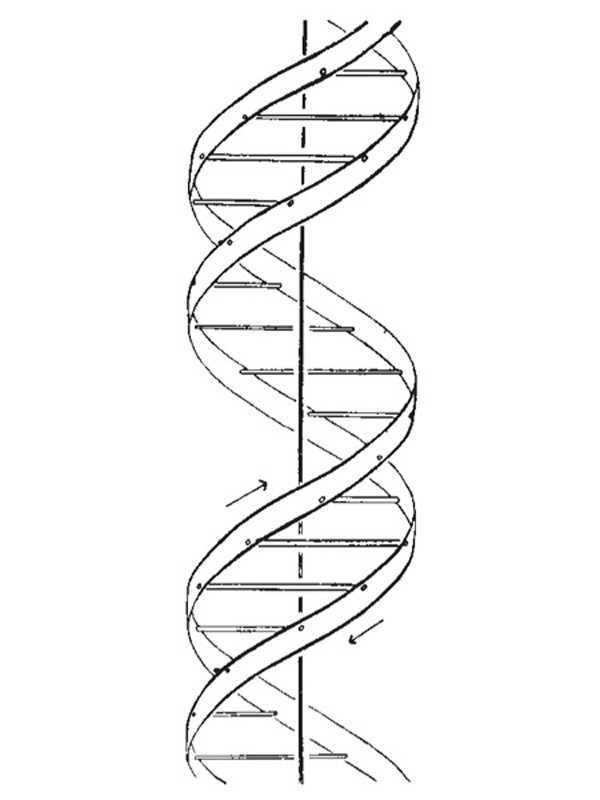 Soạn Sinh 9 Bài 20 Thực hành Quan sát và lắp mô hình ADN Giải bài tập Sinh  9 trang 61