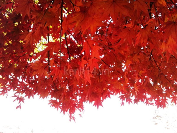 Đẹp ngỡ ngàng mùa thu lá đỏ Hàn Quốc 2
