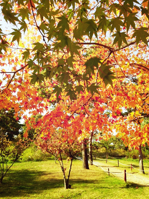 Đẹp ngỡ ngàng mùa thu lá đỏ Hàn Quốc 4