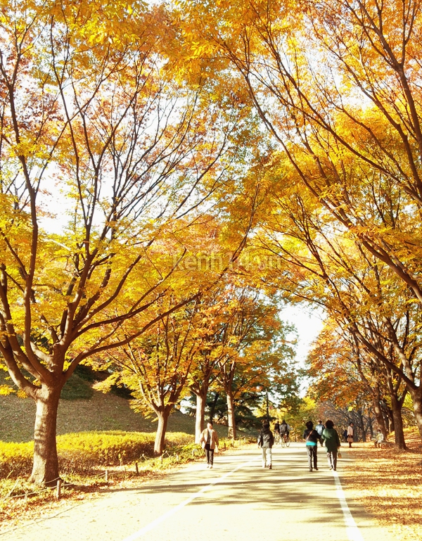 Đẹp ngỡ ngàng mùa thu lá đỏ Hàn Quốc 19