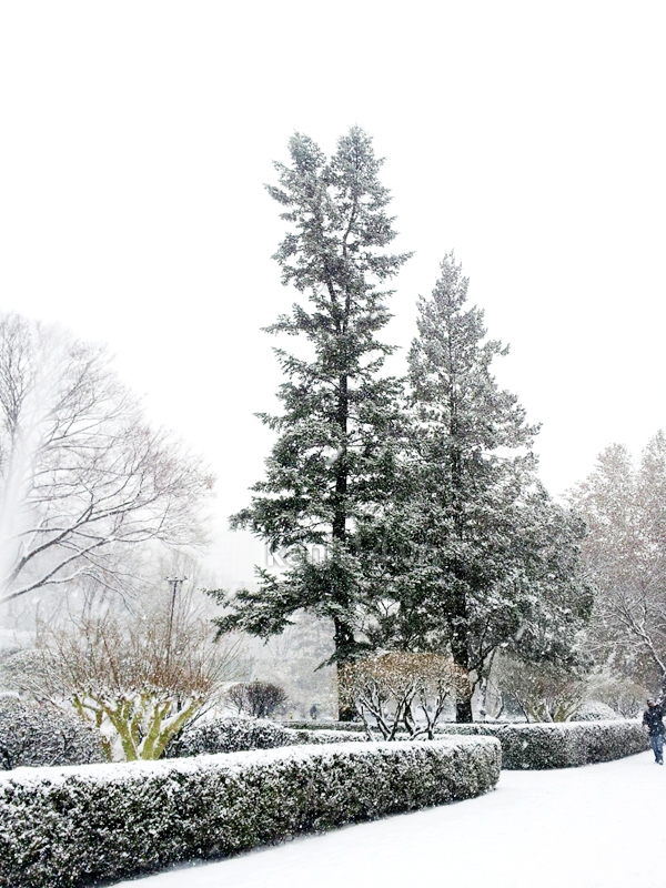 Hàn Quốc tuyệt đẹp sau trận tuyết đầu đông 11