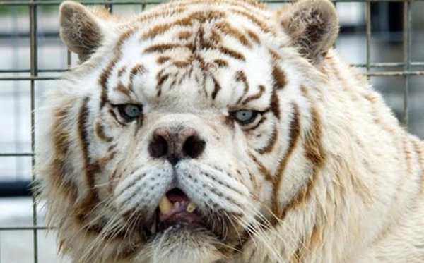 Bệnh down là gì và có ảnh hưởng như thế nào đến hổ?
