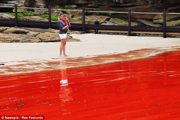 Úc: Nước biển chuyển thành màu đỏ như... máu 1