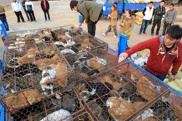 Trung Quốc: 500 chú mèo thoát chết trong gang tấc 3