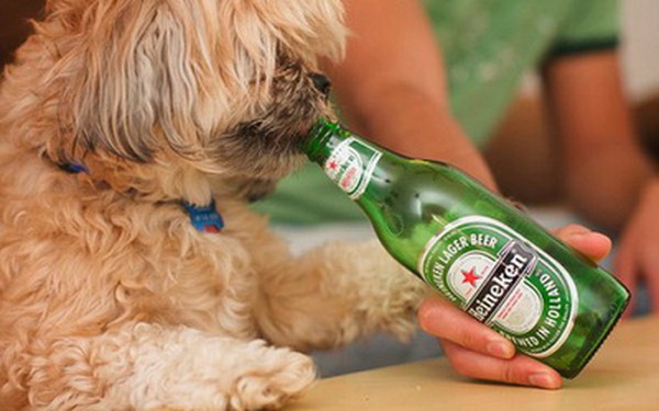 Chó uống bia: Bạn tin không, chú chó cũng có thể thưởng thức ly bia như con người. Cùng đến với hình ảnh liên quan đến chó uống bia để thấy sự kỳ diệu của cuộc sống đầy màu sắc này.