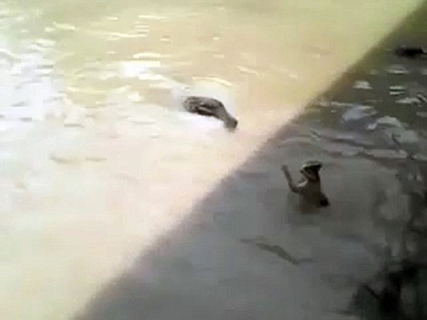 Hai người đàn ông nhẫn tâm ném mèo xuống hồ cá sấu