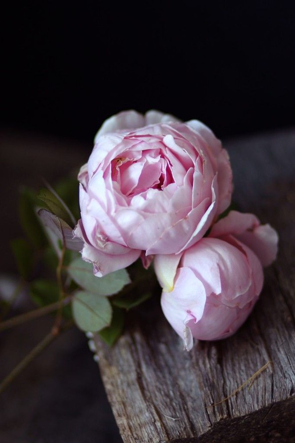 Những bức hình pinterest hoa mẫu đơn hình nền đẹp nhất