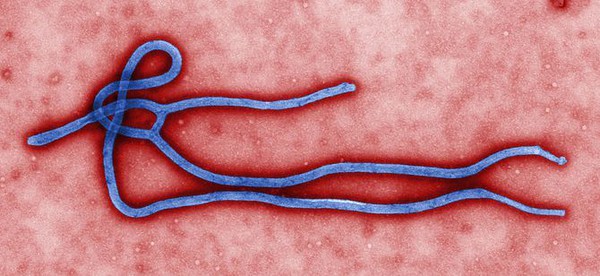 bocau.net-6mFLxG-41691-dich-benh-ebola-lay-lan-nhu-chay-rung-b7a80.jpg