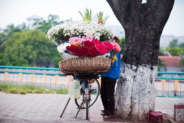 Ngỡ ngàng cúc họa mi đẹp tinh khôi trên phố Hà Nội 5