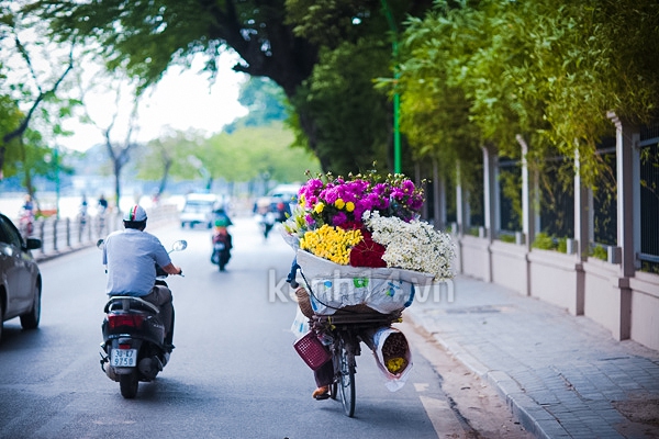 Ngỡ ngàng cúc họa mi đẹp tinh khôi trên phố Hà Nội 8