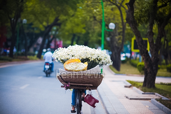 Ngỡ ngàng cúc họa mi đẹp tinh khôi trên phố Hà Nội 9