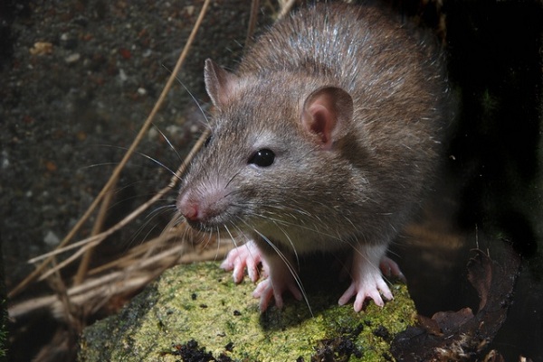 Phát hiện chuột cống mang virus gây suy thận ở TP HCM 1