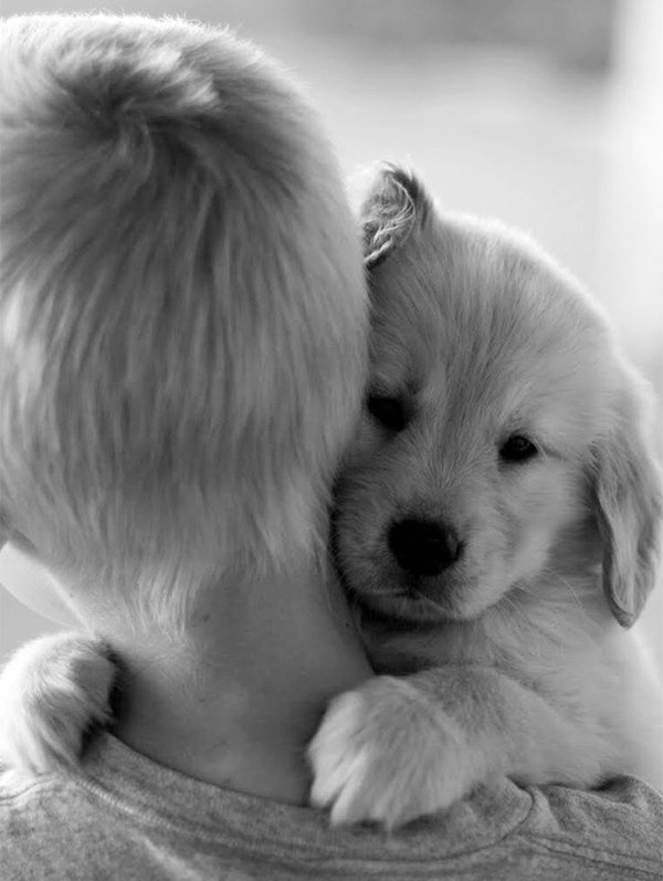 cute-dogs-hugging-humans-99-35caf.jpg