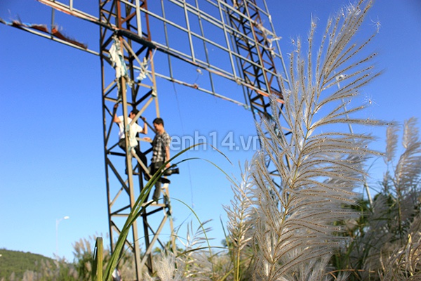 Giới trẻ Đà Nẵng mê tít chụp hình với hoa cỏ lau 8