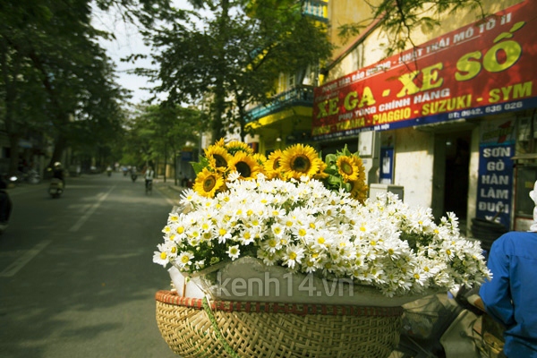 Ngỡ ngàng cúc họa mi đẹp tinh khôi trên phố Hà Nội 16