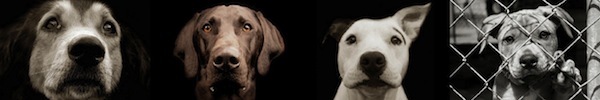 Ám ảnh những gương mặt "chân thực" của động vật 21