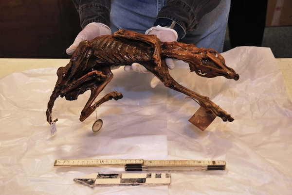 Khảo cổ xác ướp chó 1.000 năm tuổi   1