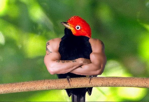 Hình Ảnh Về Loại Chim Trĩ Xanh Trĩ Đỏ Đẹp Mê Lòng Người