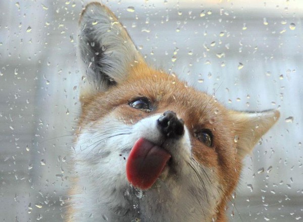 amazing-fox-photos-18-a946b.jpg