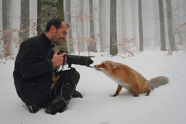 amazing-fox-photos-20-1-a946b.jpg
