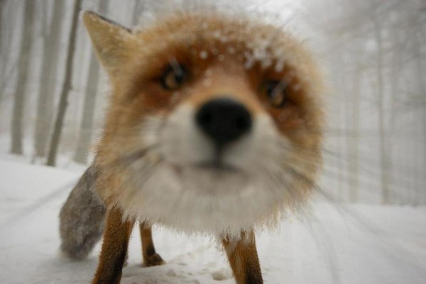 amazing-fox-photos-20-2-a946b.jpg