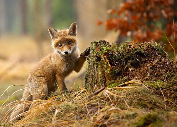 amazing-fox-photos-25-a946b.jpg