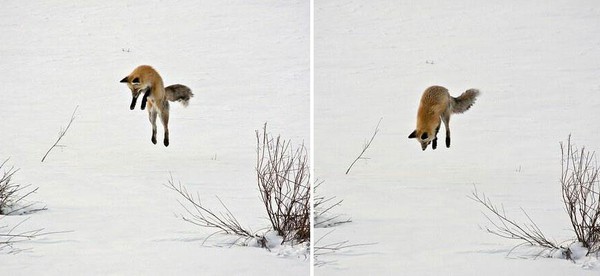 amazing-fox-photos-28-2-a946b.jpg