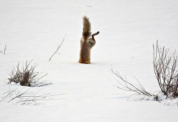amazing-fox-photos-28-a946b.jpg