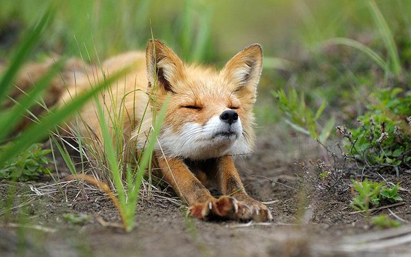 amazing-fox-photos-3-a946b.jpg