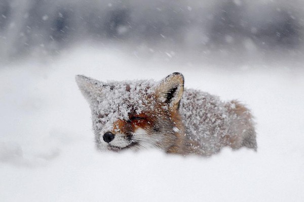 amazing-fox-photos-7-a946b.jpg