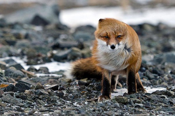 amazing-fox-photos-8-a946b.jpg
