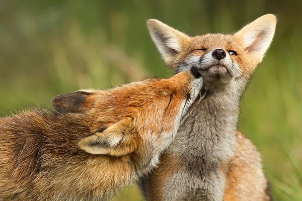amazing-fox-photos-9-a946b.jpg
