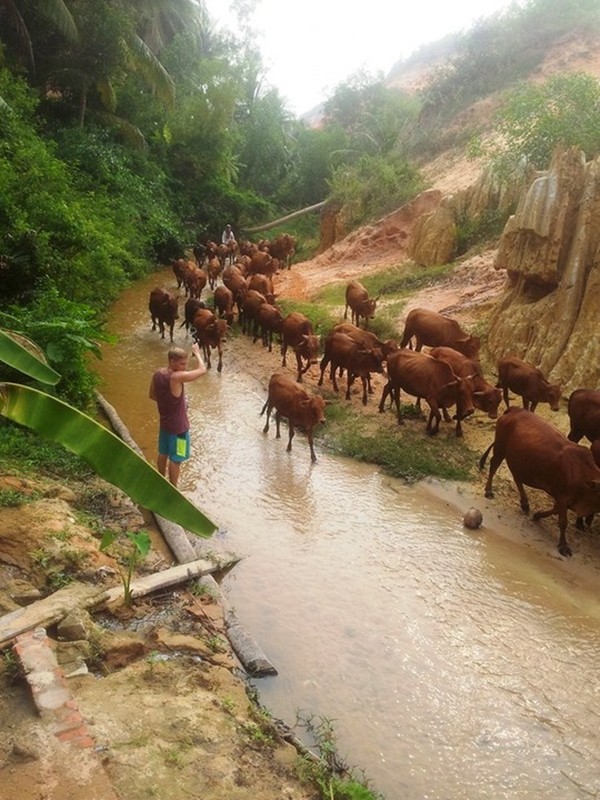 binh-thuan-160-con-bo-gay-nao-loan-suoi-tien (3)-d292c