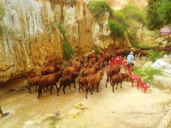 binh-thuan-160-con-bo-gay-nao-loan-suoi-tien-d292c
