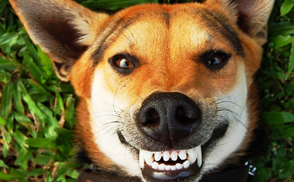 Bật cười với bộ ảnh về chú chó “phá đám đỉnh cao” | Báo Dân trí