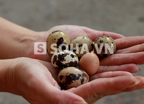 H&agrave; Nội: Kỳ lạ g&agrave; đẻ trứng b&eacute; như đầu ng&oacute;n tay  3