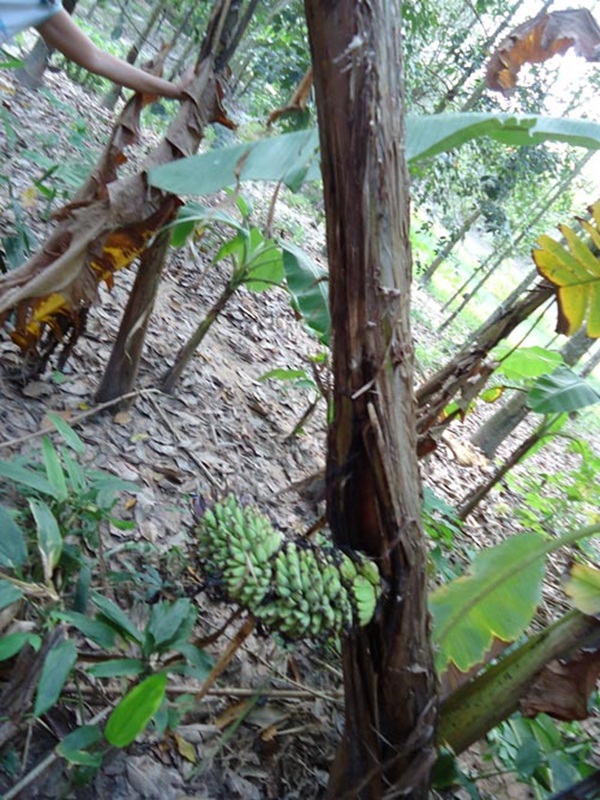 Tây Ninh: Buồng chuối lạ trổ từ... giữa thân cây 2