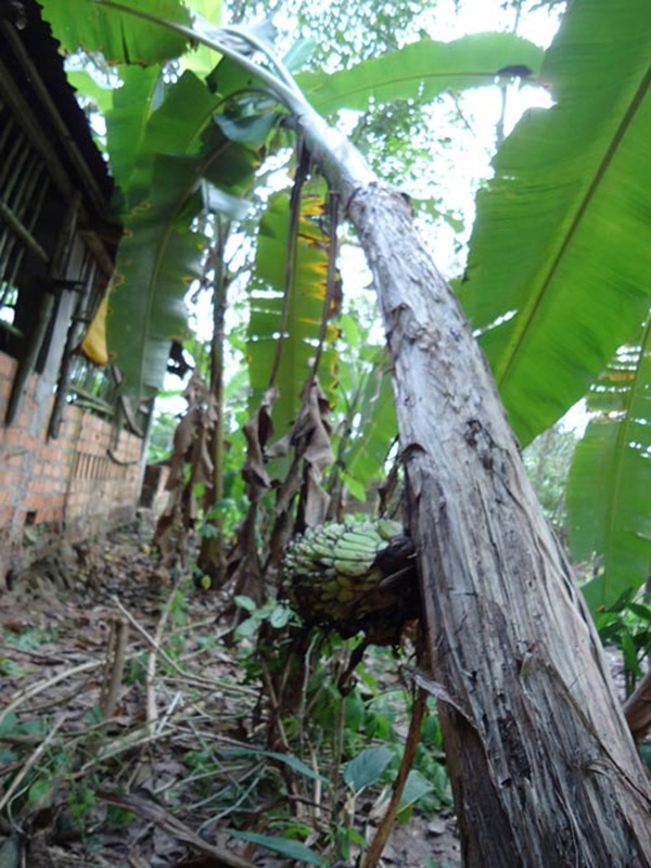 Tây Ninh: Buồng chuối lạ trổ từ... giữa thân cây 4