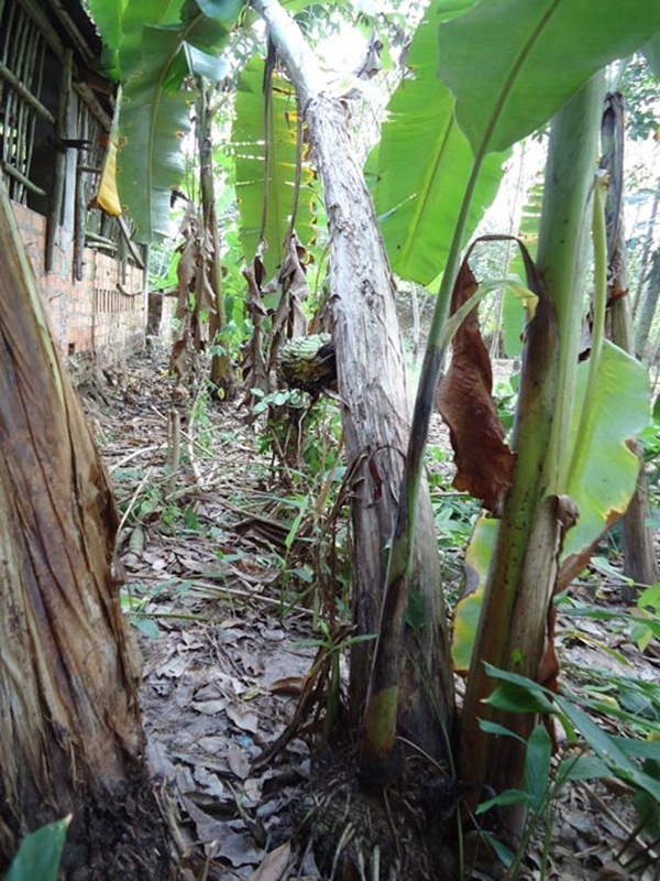 Tây Ninh: Buồng chuối lạ trổ từ... giữa thân cây 5